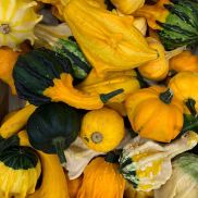 Fresh Mixed Gourds