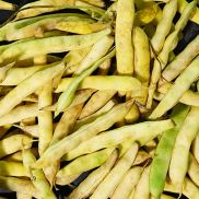 Fresh Beans Coco De Paimpol