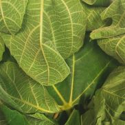 Fresh Fig Leaves