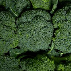Fresh Broccoli