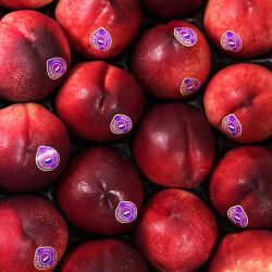 Fresh Mouneyrac White Nectarines