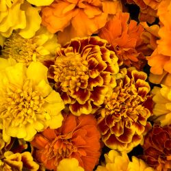 Fresh Growing Field French Marigold Flowers
