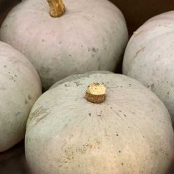 Fresh Crown Prince Squash