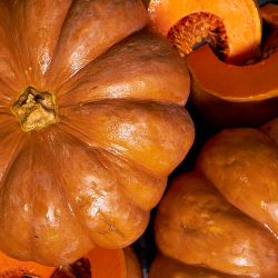 Fresh Pumpkin French Mascade