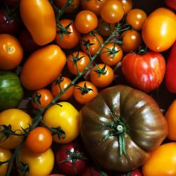 Fresh Tomato Stall Mixed Heritage Tomatoes (Isle of Wight) 