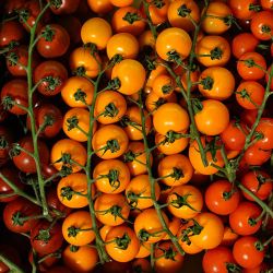 Fresh Tomato Stall Tri Colour Cherry on the Vine