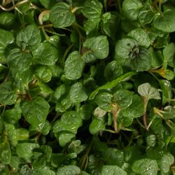 Fresh Micro Salad Mint