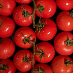 Fresh Local Tomatoes Vine