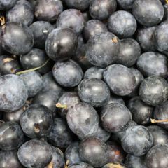 Fresh Damsons
