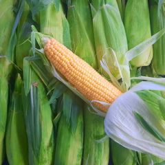 Fresh Corn on the Cob