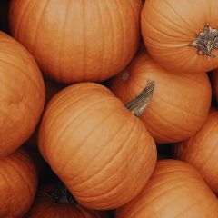 Fresh Pumpkin Medium