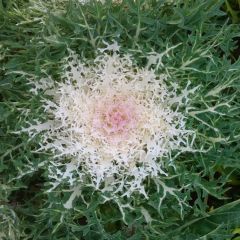 Fresh Kale White Queen